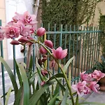 La Priaguea - House Lejlighed Camogli